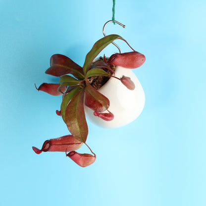 Nepenthes 'Lady Luck' Carnivorous Tropical Pitcher Plant