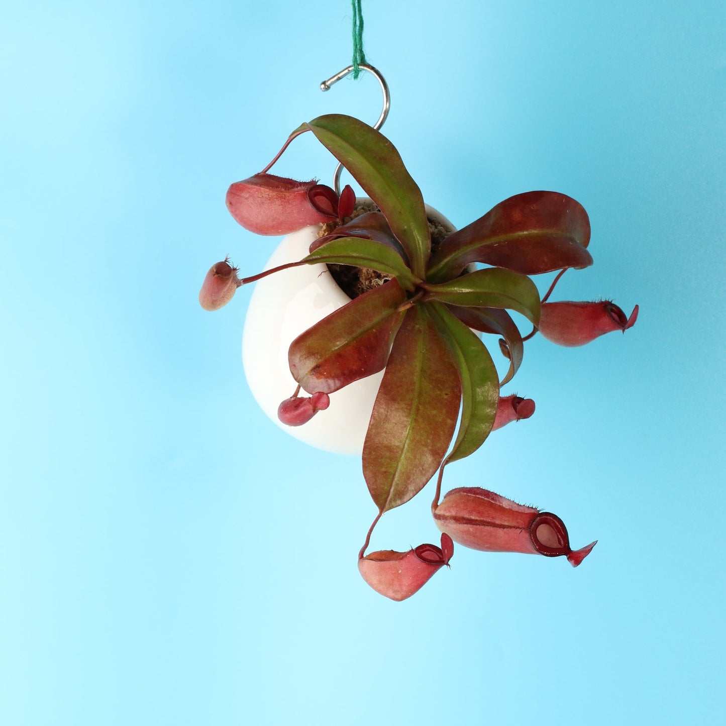 Nepenthes 'Lady Luck' Carnivorous Tropical Pitcher Plant