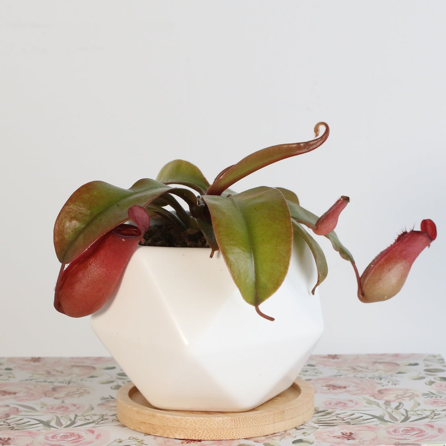 Nepenthes 'Lady Luck' Carnivorous Tropical Pitcher Plant