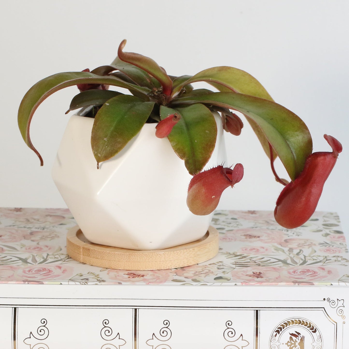 Nepenthes 'Lady Luck' Carnivorous Tropical Pitcher Plant