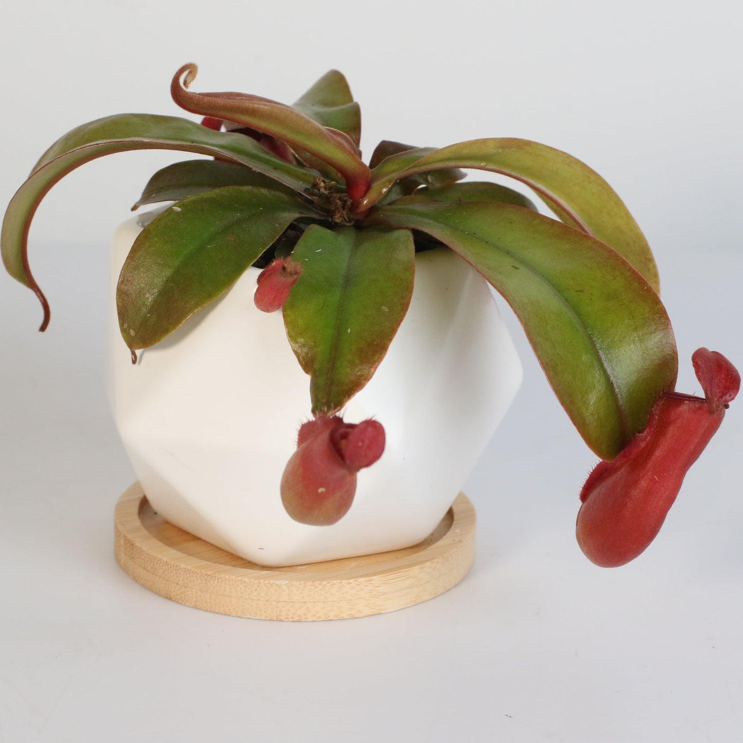 Nepenthes 'Lady Luck' Carnivorous Tropical Pitcher Plant