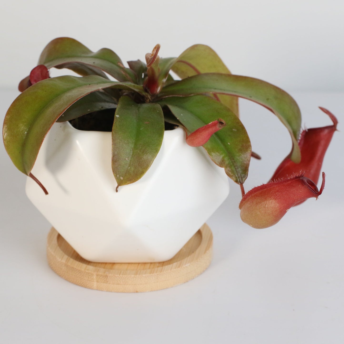 Nepenthes 'Lady Luck' Carnivorous Tropical Pitcher Plant
