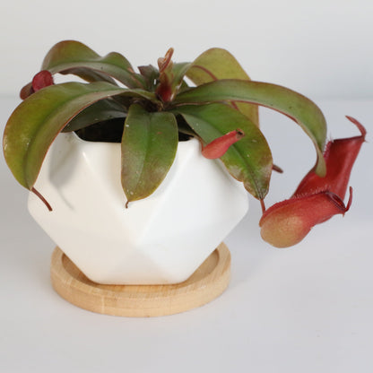 Nepenthes 'Lady Luck' Carnivorous Tropical Pitcher Plant