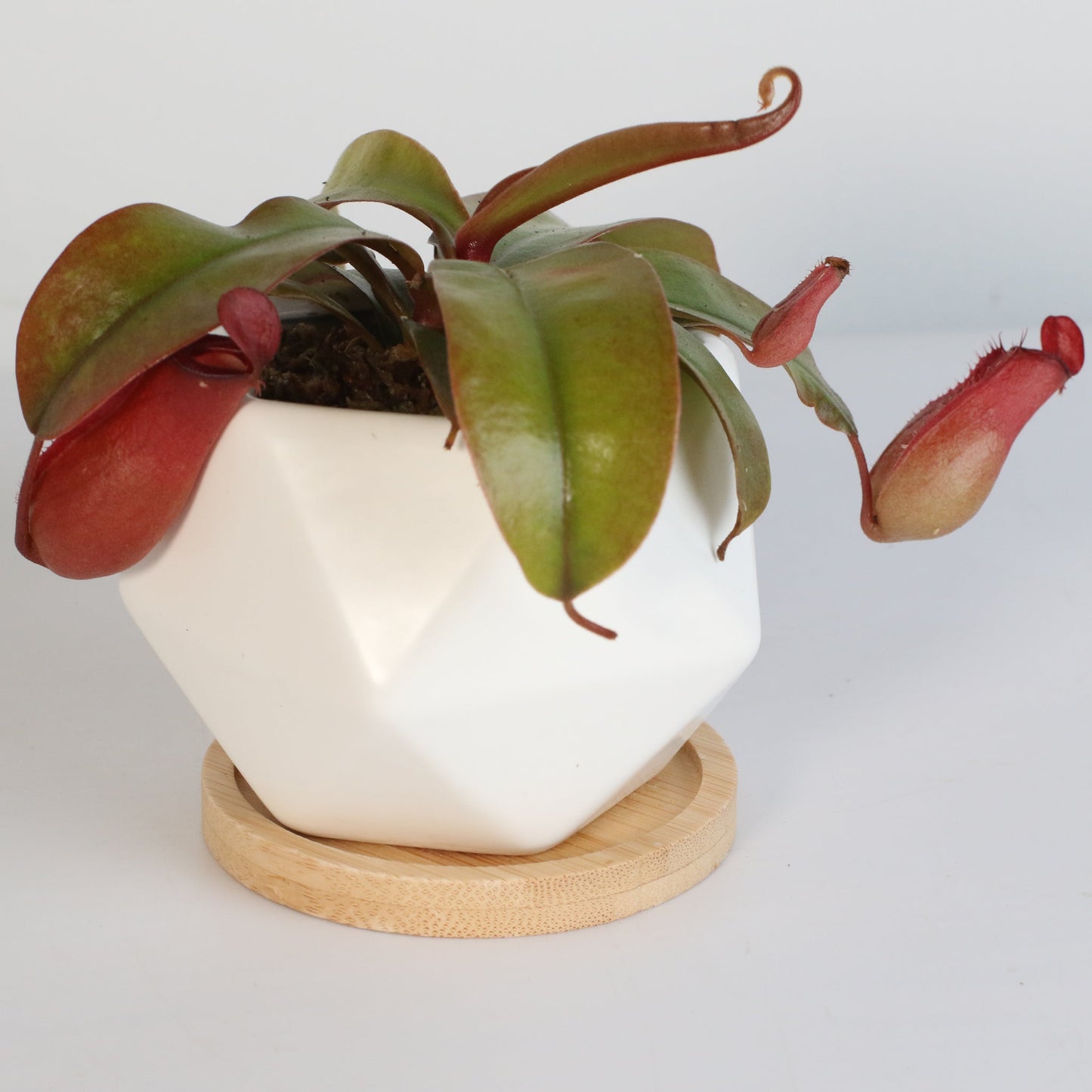 Nepenthes 'Lady Luck' Carnivorous Tropical Pitcher Plant