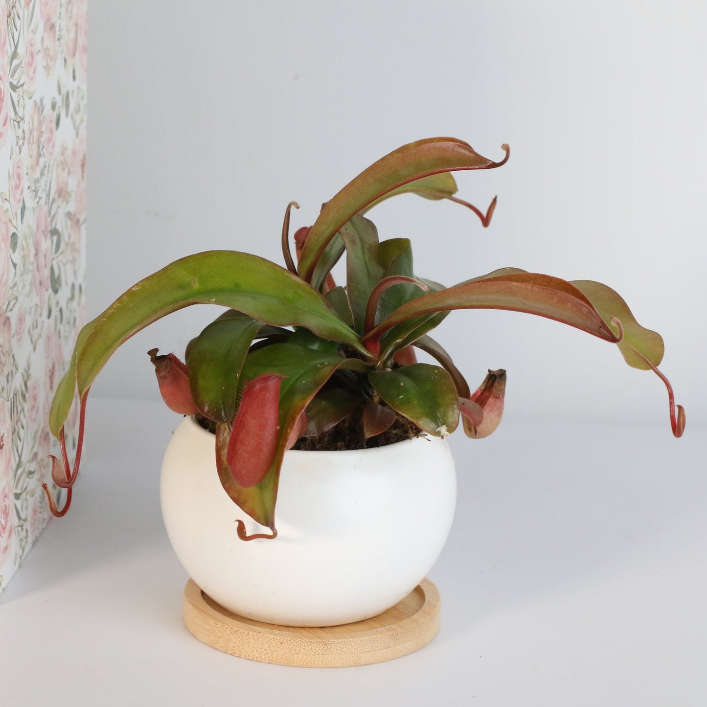 Nepenthes 'Lady Luck' Carnivorous Tropical Pitcher Plant