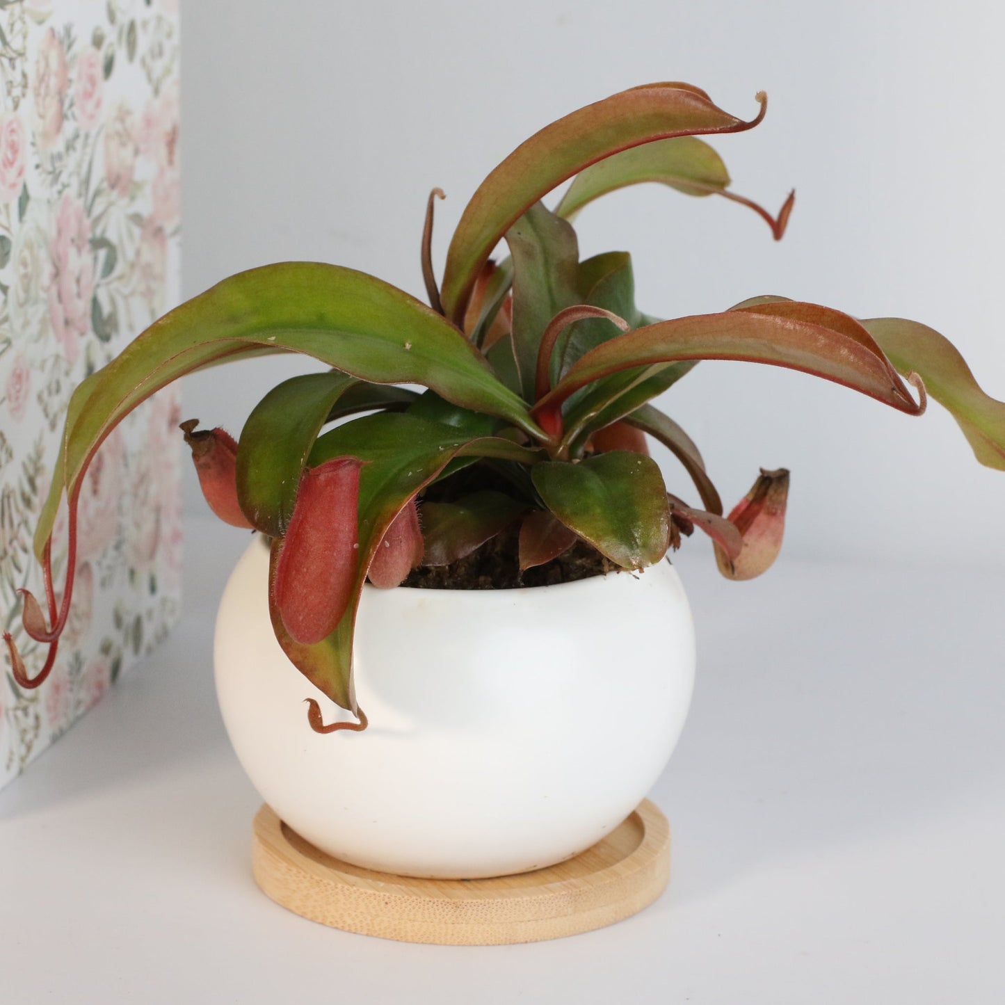 Nepenthes 'Lady Luck' Carnivorous Tropical Pitcher Plant