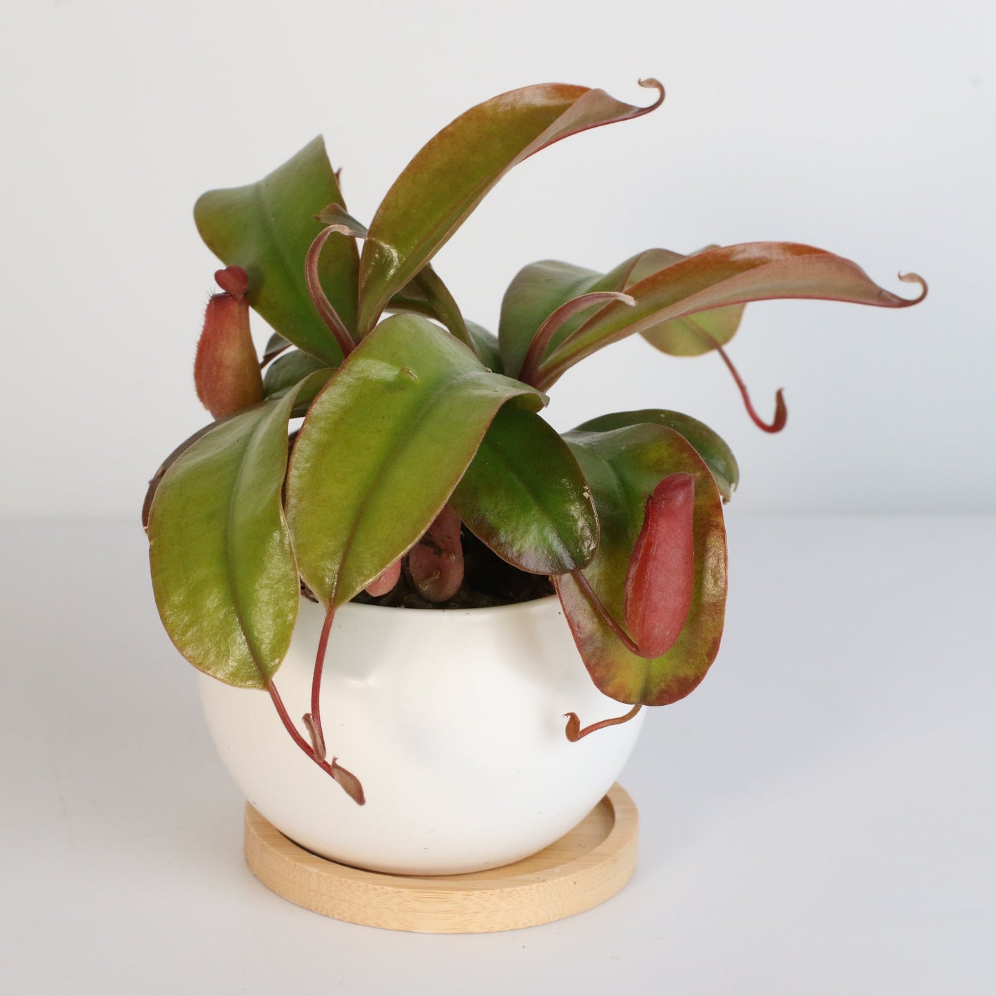 Nepenthes 'Lady Luck' Carnivorous Tropical Pitcher Plant