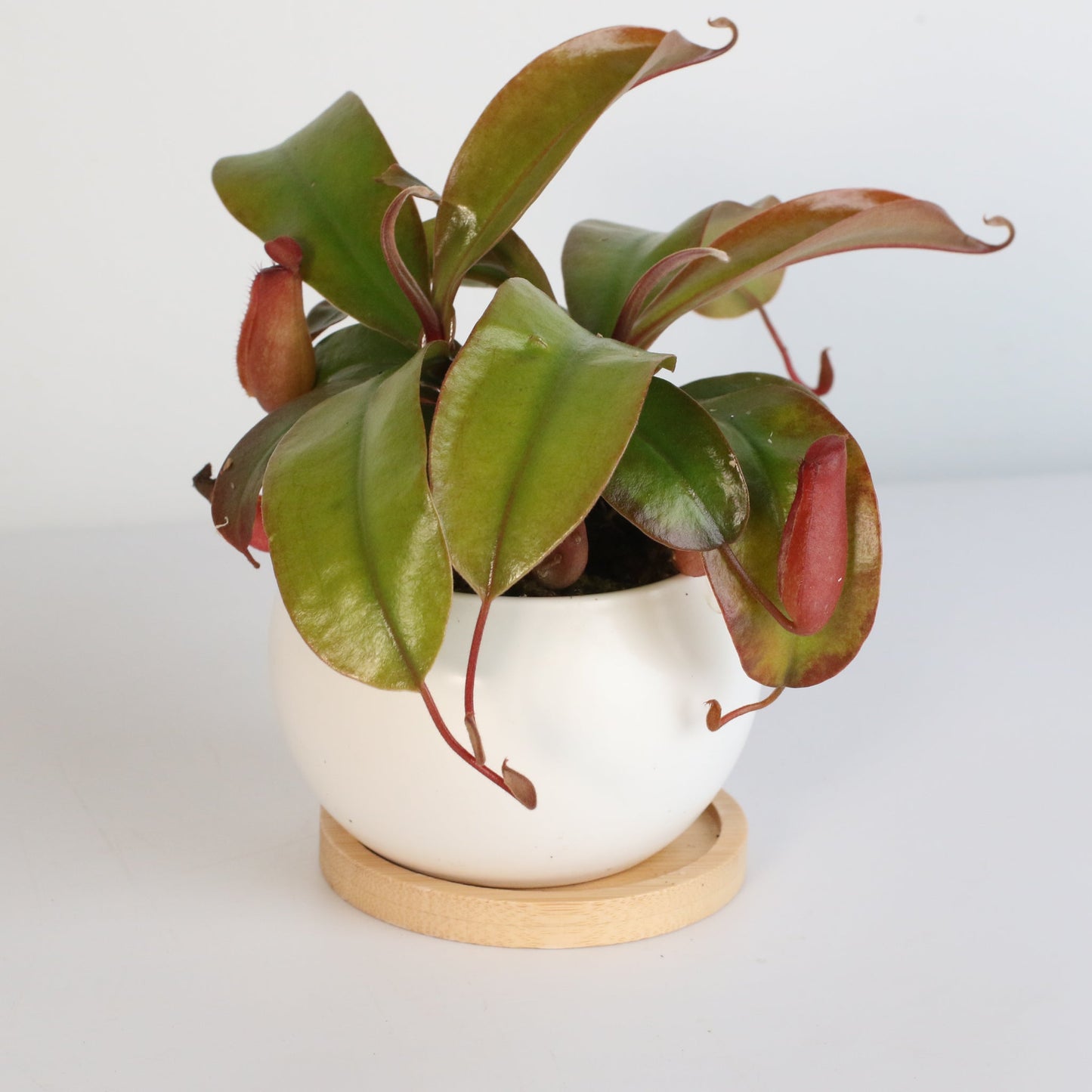 Nepenthes 'Lady Luck' Carnivorous Tropical Pitcher Plant