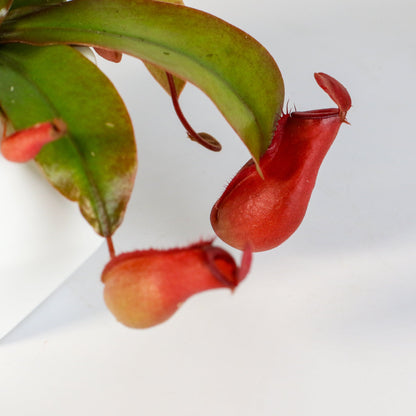 Nepenthes 'Lady Luck' Carnivorous Tropical Pitcher Plant