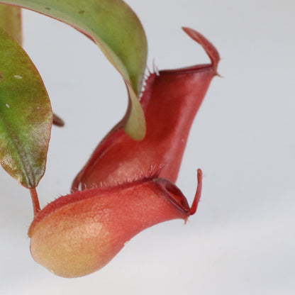 Nepenthes 'Lady Luck' Carnivorous Tropical Pitcher Plant