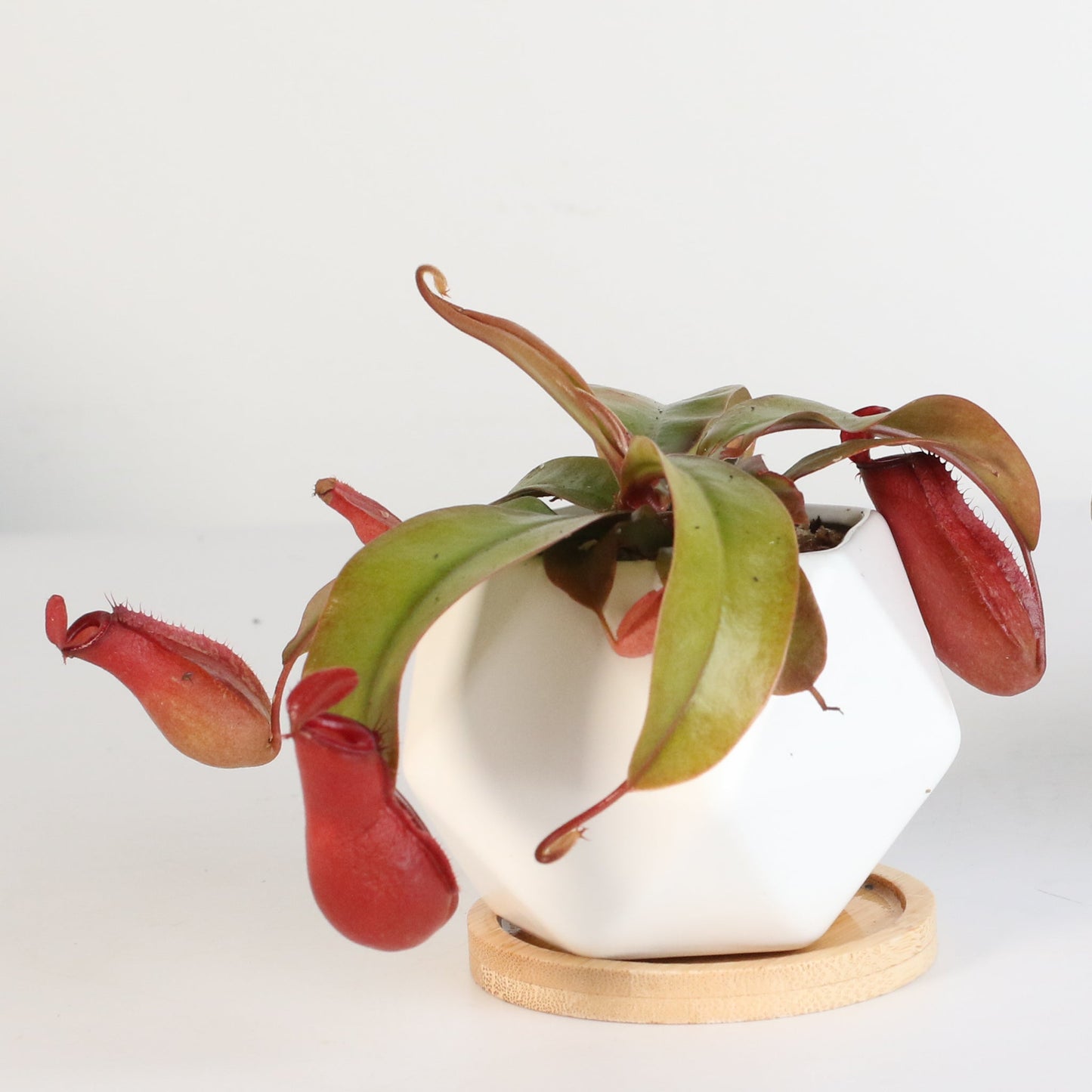 Nepenthes 'Lady Luck' Carnivorous Tropical Pitcher Plant