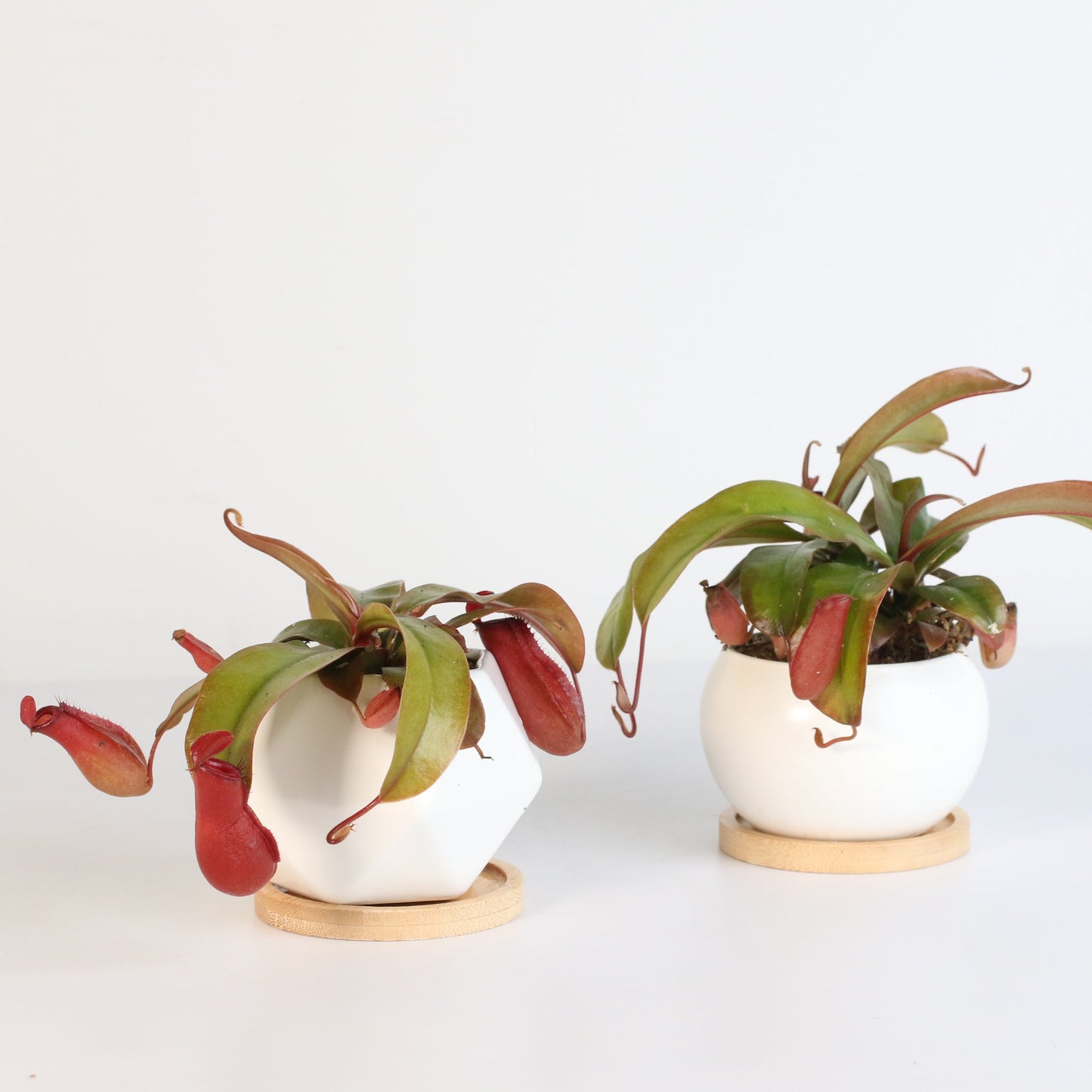Nepenthes 'Lady Luck' Carnivorous Tropical Pitcher Plant