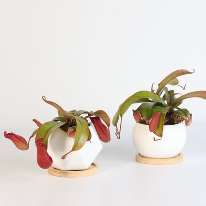 Nepenthes 'Lady Luck' Carnivorous Tropical Pitcher Plant