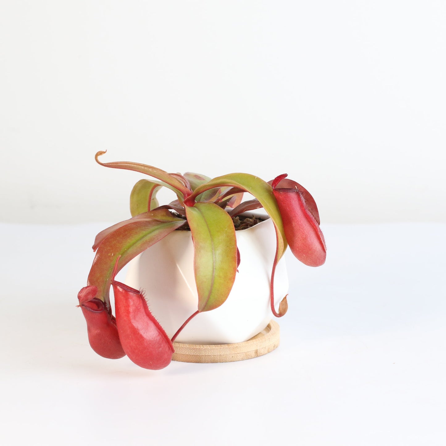 Nepenthes 'Lady Luck' Carnivorous Tropical Pitcher Plant