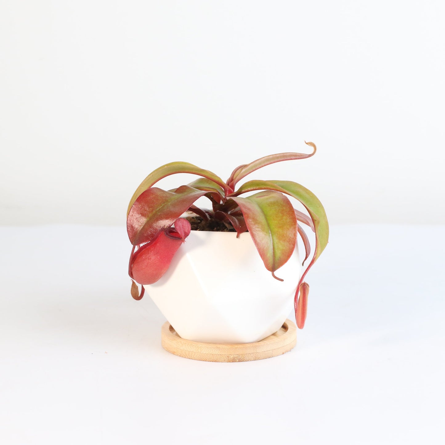 Nepenthes 'Lady Luck' Carnivorous Tropical Pitcher Plant