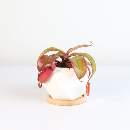 Nepenthes 'Lady Luck' Carnivorous Tropical Pitcher Plant