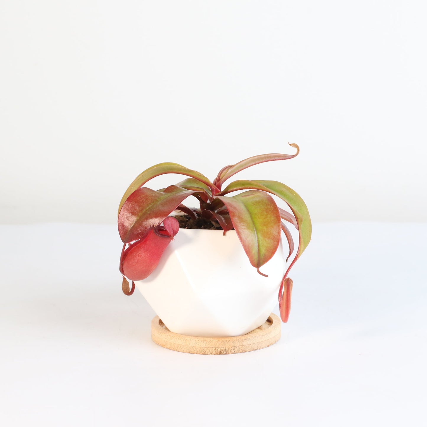 Nepenthes 'Lady Luck' Carnivorous Tropical Pitcher Plant