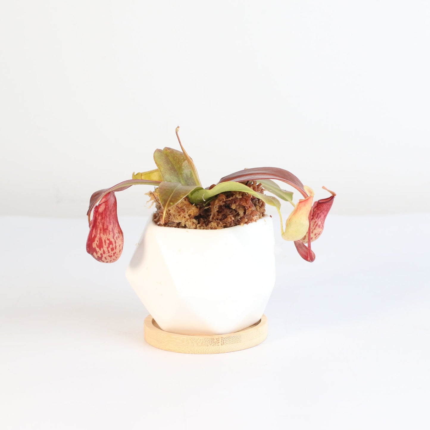 Nepenthes 'Lady Luck' Carnivorous Tropical Pitcher Plant