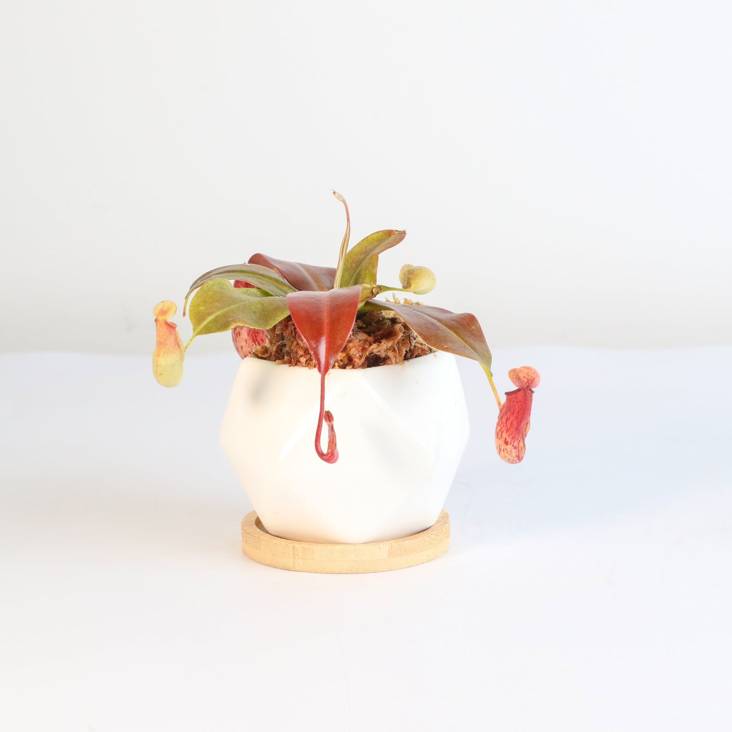 Nepenthes 'Lady Luck' Carnivorous Tropical Pitcher Plant
