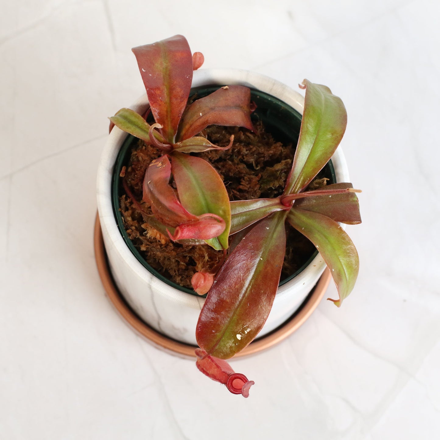 Nepenthes 'Lady Luck' Carnivorous Tropical Pitcher Plant