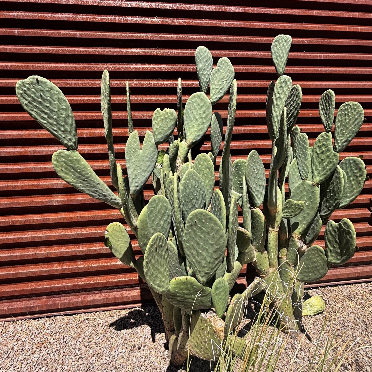 Nopal Prickly Pear