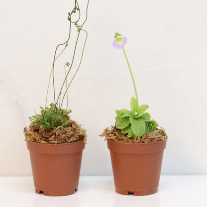 Trap Stars Duo Carnivorous Plant Bundle