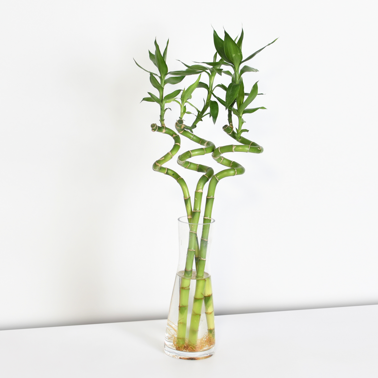 Lucky Bamboo Twists Water Plant MEDIUM