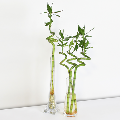 Lucky Bamboo Twists Water Plant MEDIUM