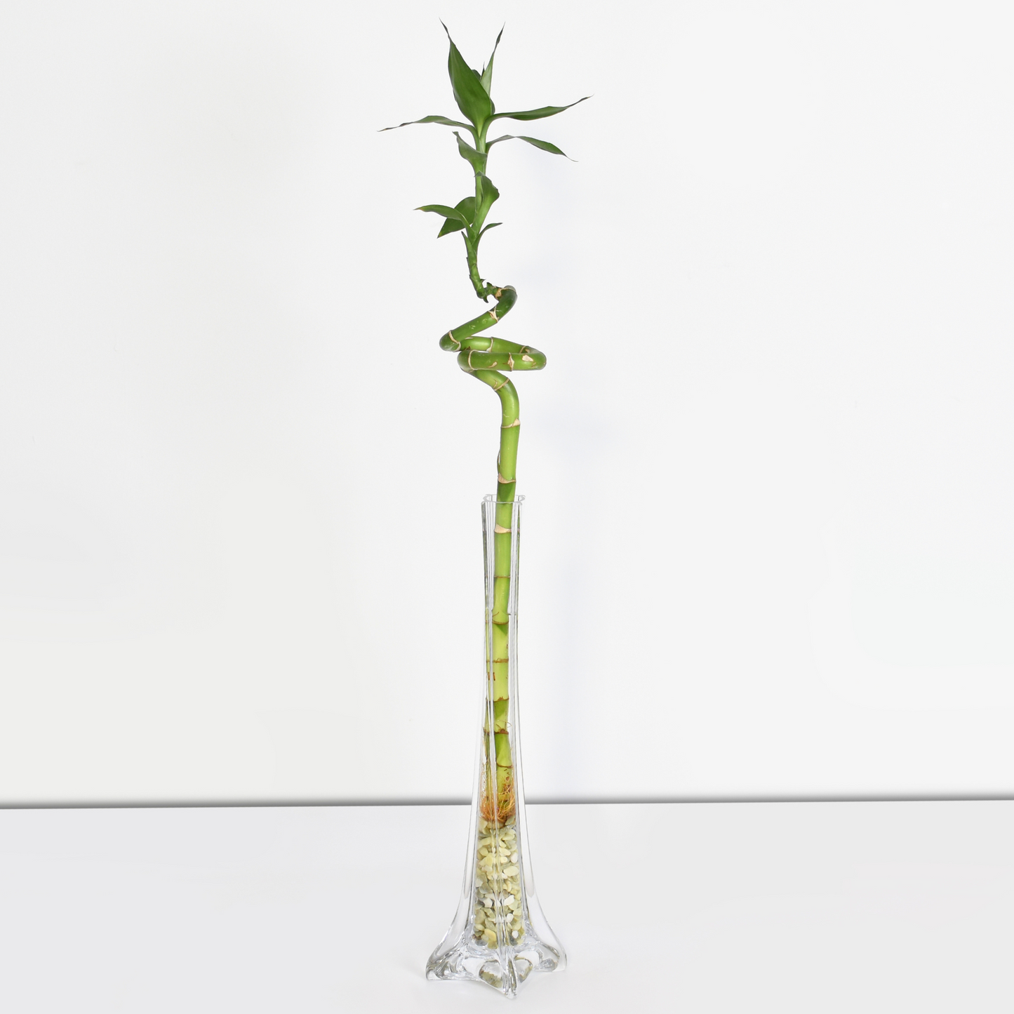 Lucky Bamboo Twists Water Plant MEDIUM