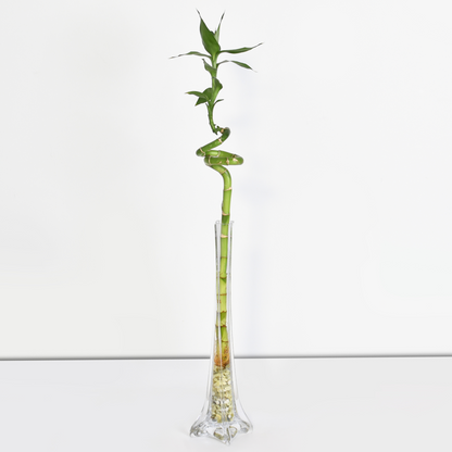 Lucky Bamboo Twists Water Plant MEDIUM