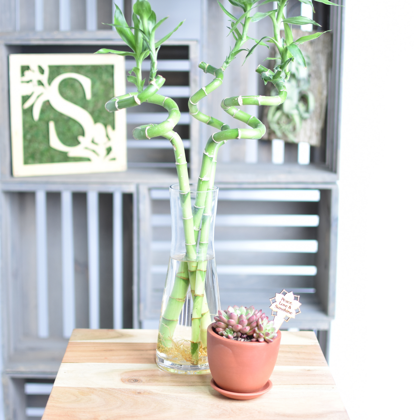 Lucky Bamboo Twists Water Plant MEDIUM