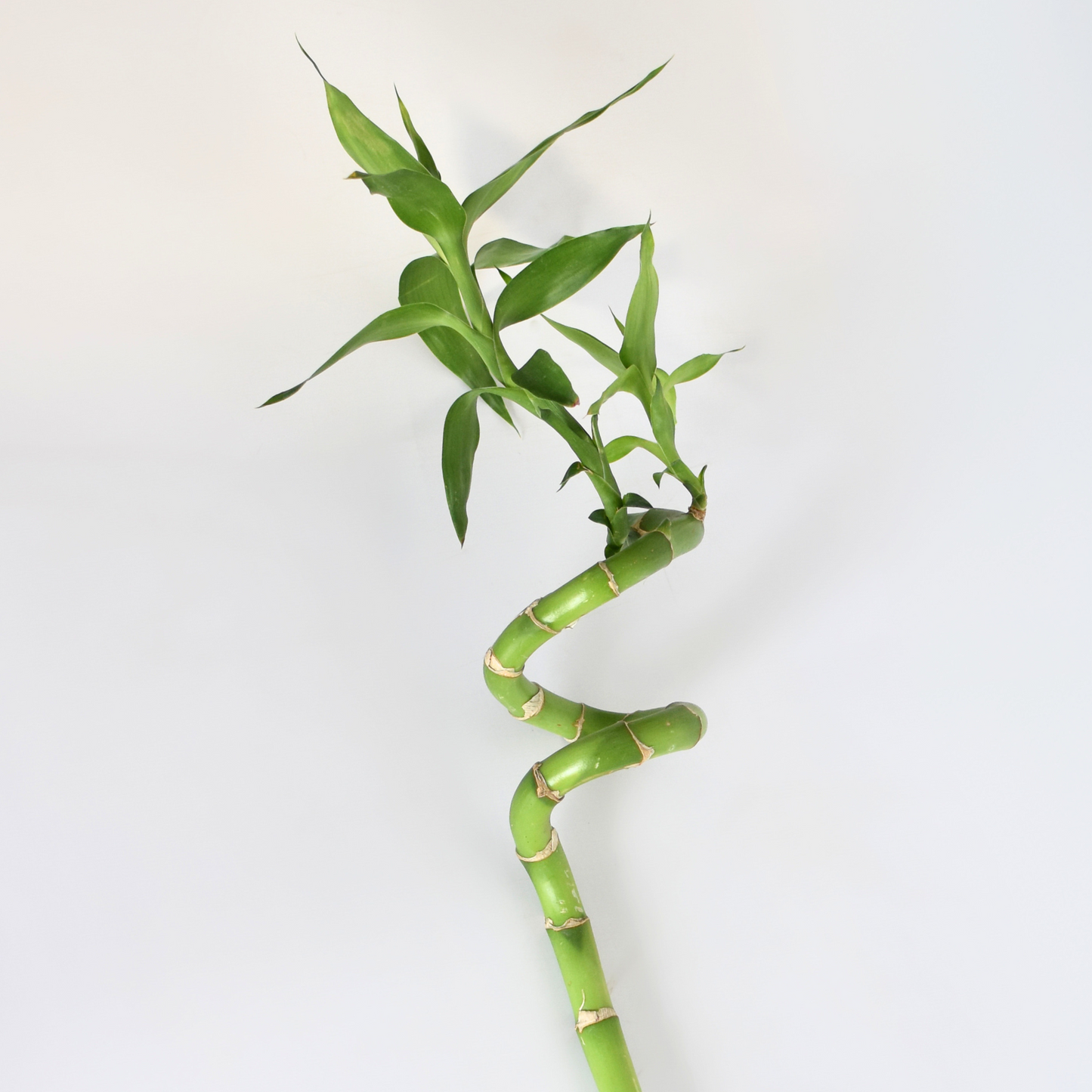Lucky Bamboo Twists Water Plant MEDIUM