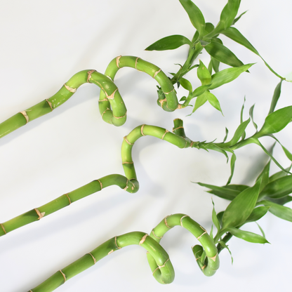 Lucky Bamboo Twists Water Plant MEDIUM