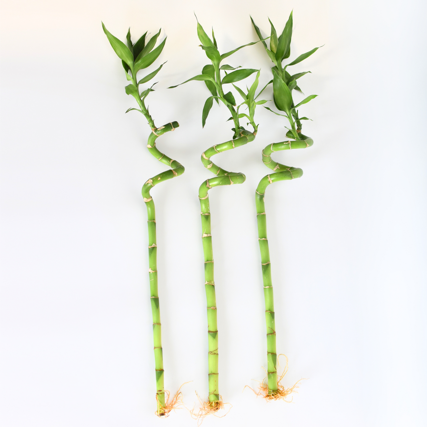 Lucky Bamboo Twists Water Plant MEDIUM