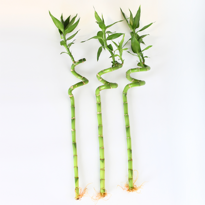Lucky Bamboo Twists Water Plant MEDIUM