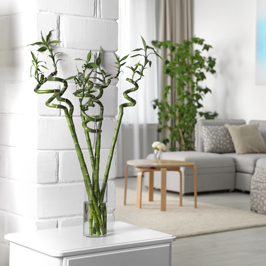 Lucky Bamboo Twists Water Plant MEDIUM