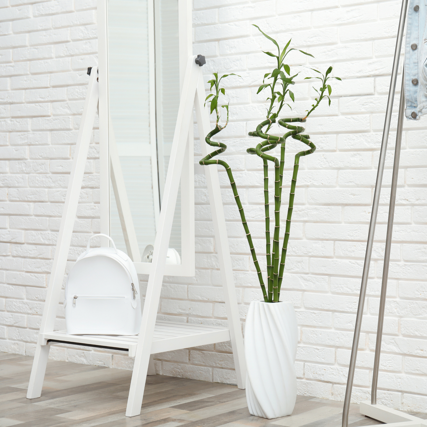 Lucky Bamboo Twists Water Plant MEDIUM