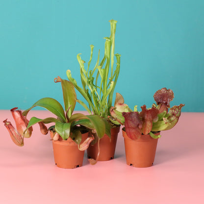 Trio of Terror Carnivorous Plant Bundle