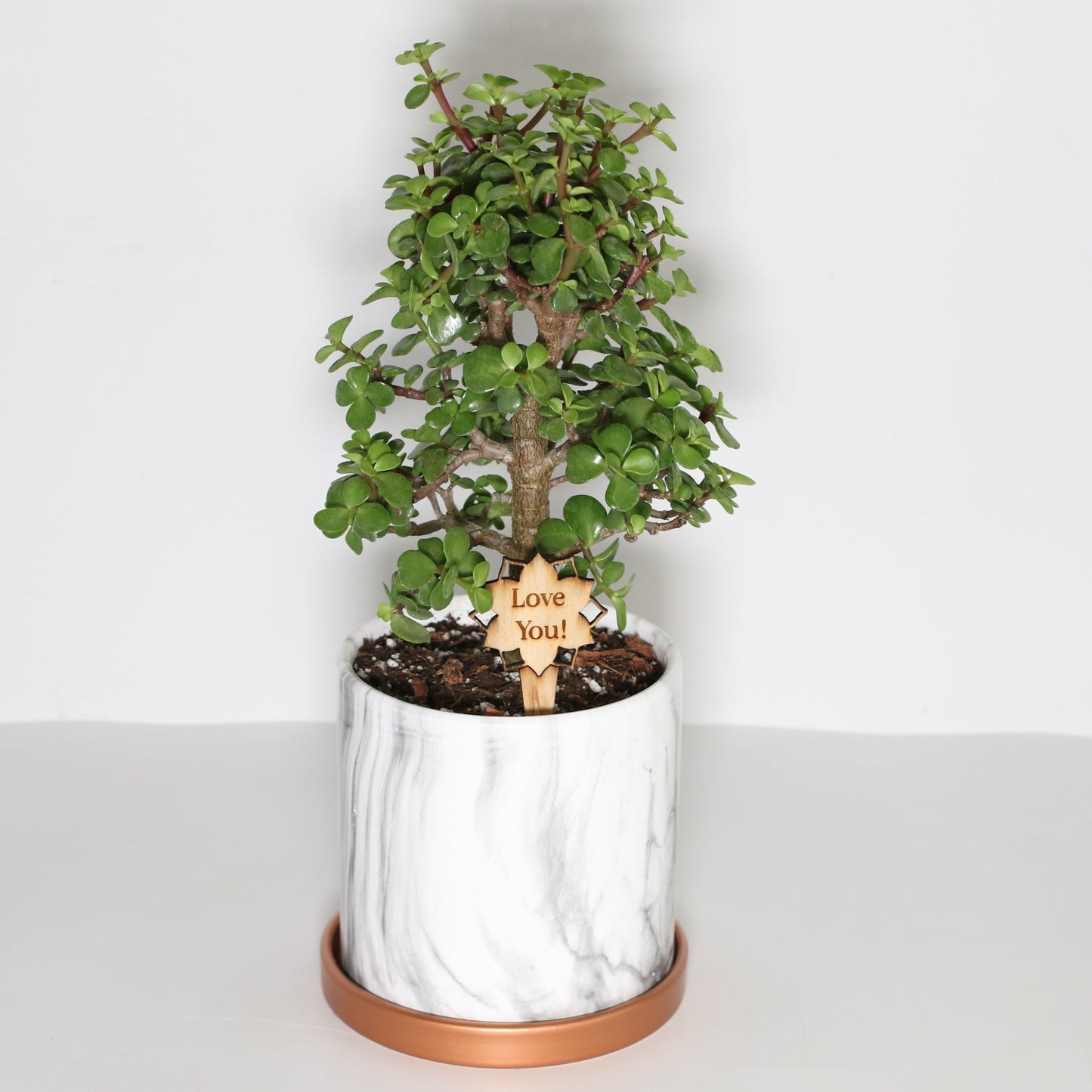 Lucky Jade Bonsai Tree
