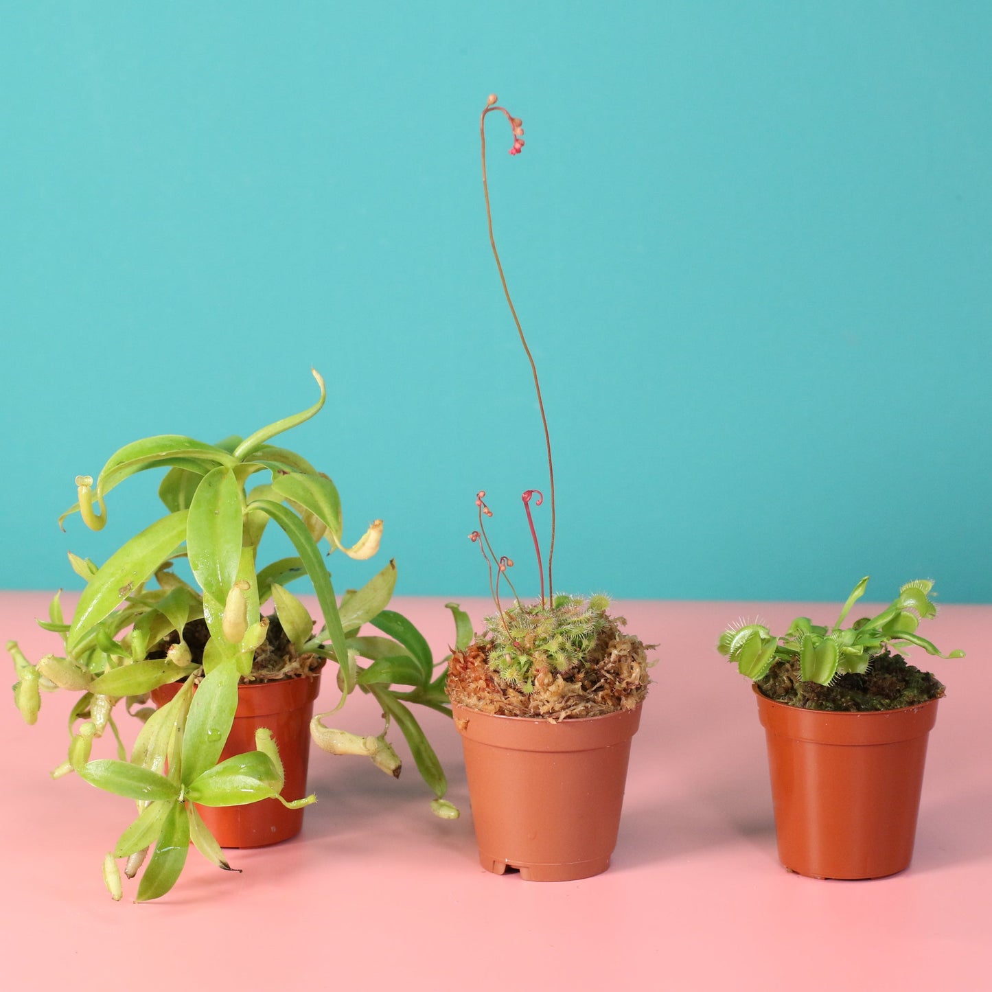 Trio of Terror Carnivorous Plant Bundle