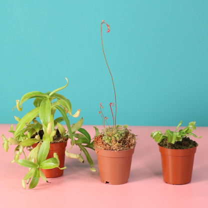 Trio of Terror Carnivorous Plant Bundle