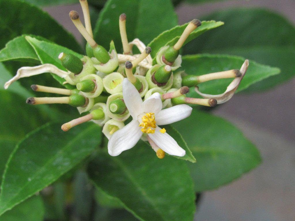 Meyer Lemon Bonsai Tree