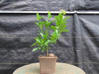 Meyer Lemon Bonsai Tree