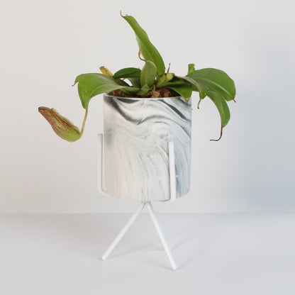 Tropical Pitcher Plant Nepenthes Miranda Carnivorous