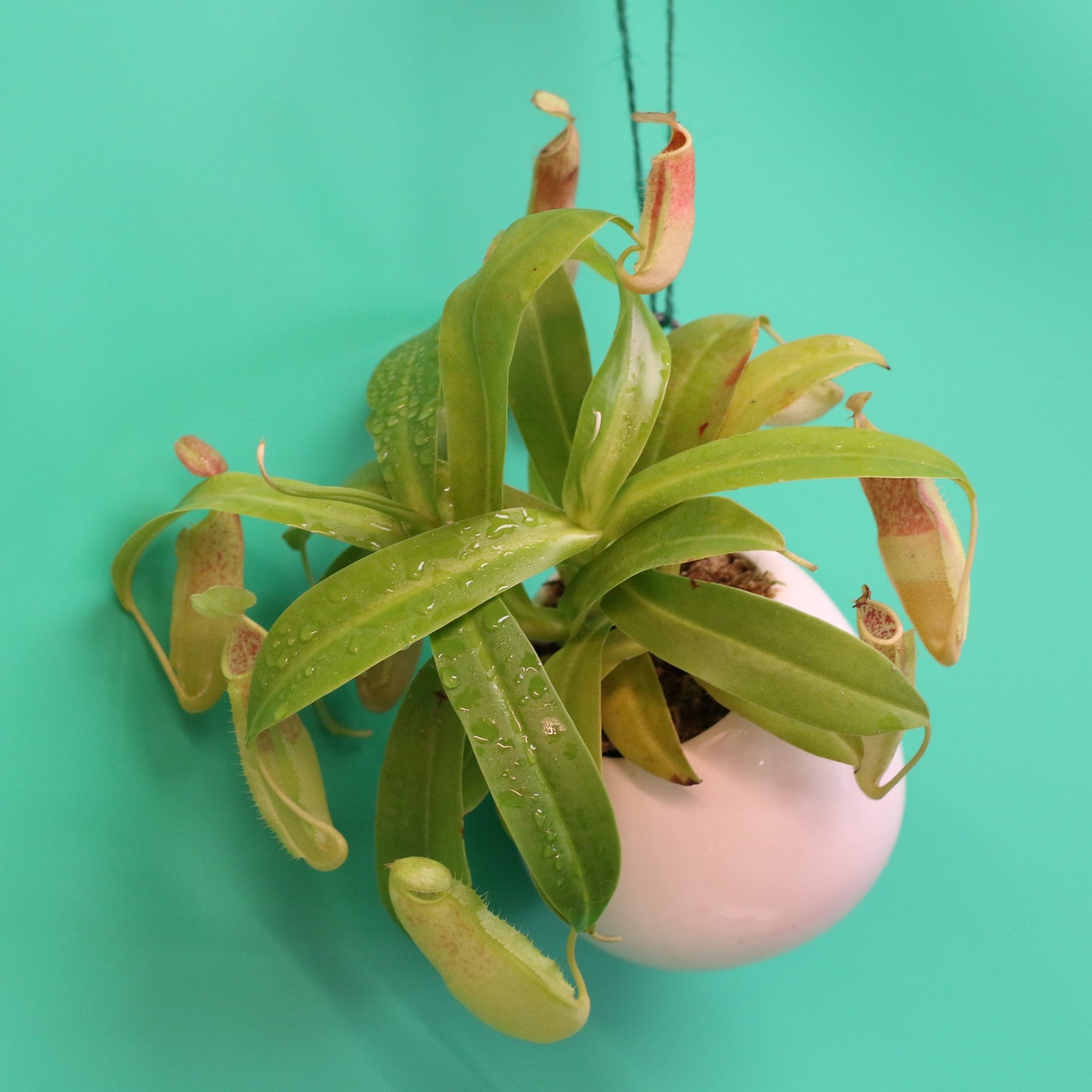 Carnivorous Carnival Plant Bundle