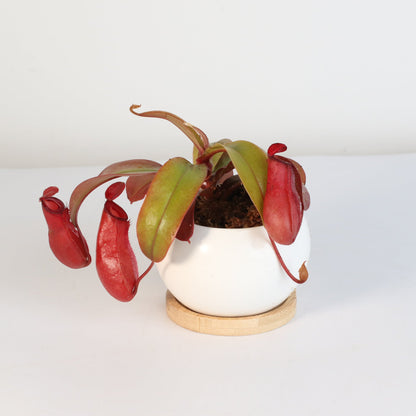 Nepenthes 'Lady Luck' Carnivorous Tropical Pitcher Plant