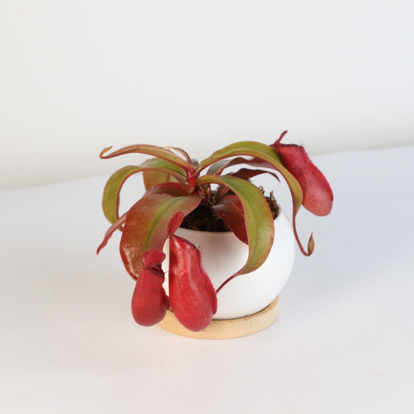 Nepenthes 'Lady Luck' Carnivorous Tropical Pitcher Plant