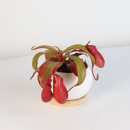 Nepenthes 'Lady Luck' Carnivorous Tropical Pitcher Plant