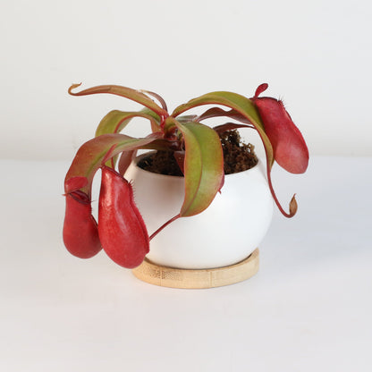 Nepenthes 'Lady Luck' Carnivorous Tropical Pitcher Plant