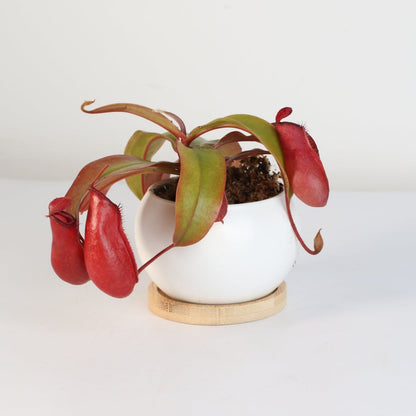 Nepenthes 'Lady Luck' Carnivorous Tropical Pitcher Plant